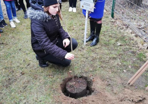 Dębowa Aleja Niepodległości 