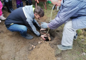 Dębowa Aleja Niepodległości 