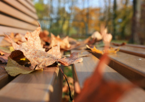 Jesienne warsztaty fotograficzne