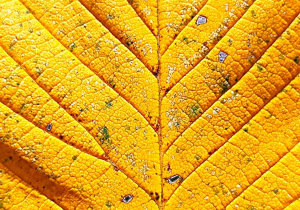 Jesienne warsztaty fotograficzne