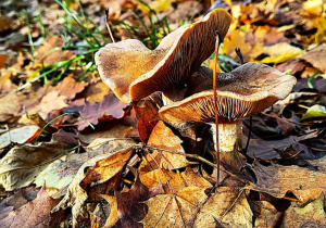 Jesienne warsztaty fotograficzne