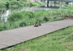 Dostrzeganie uroków miasta