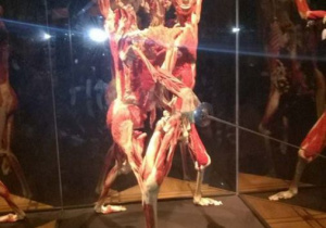 Na wystawie Human Body Exhibition
